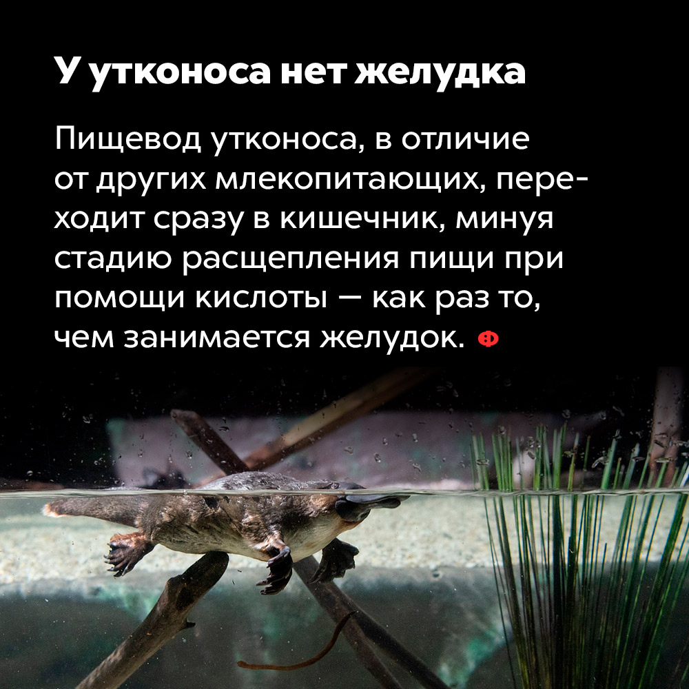 У утконоса нет желудка