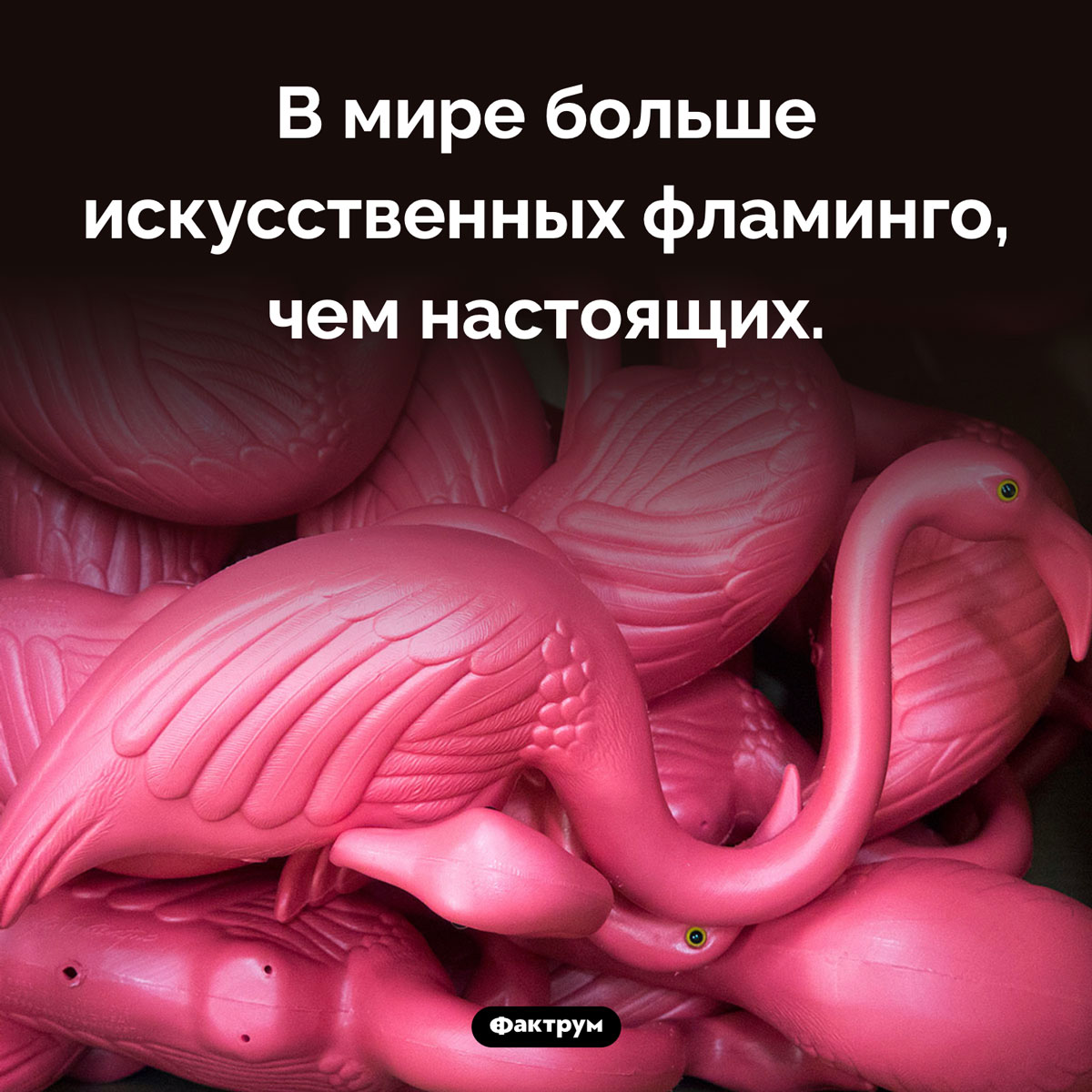 Пластиковые фламинго не вымирают, в отличие от настоящих. В мире больше искусственных фламинго, чем настоящих.