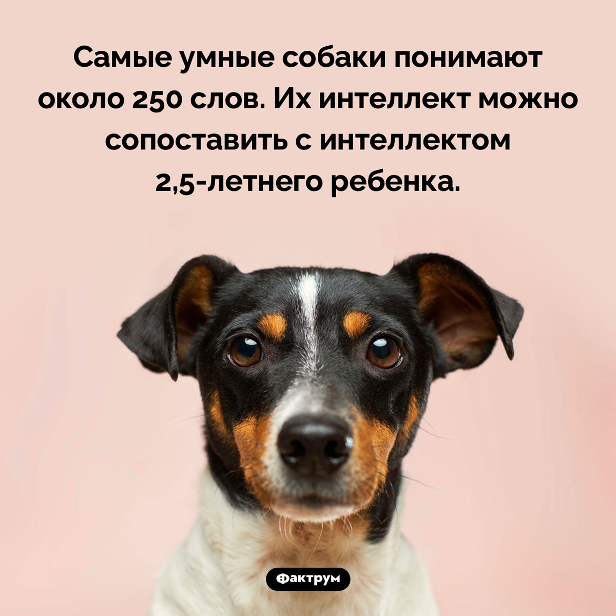 Интеллект собак. Самые умные собаки понимают около 250 слов. Их интеллект можно сопоставить с интеллектом 2,5-летнего ребенка.