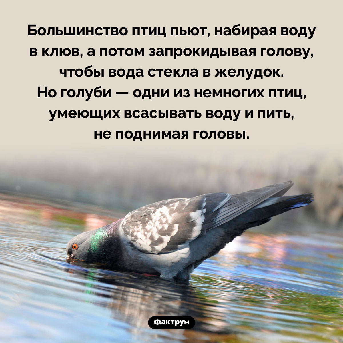 Как пьют голуби. Большинство птиц пьют, набирая воду в клюв, а потом запрокидывая голову, чтобы вода стекла в желудок. Но голуби — одни из немногих птиц, умеющих всасывать воду и пить, не поднимая головы.