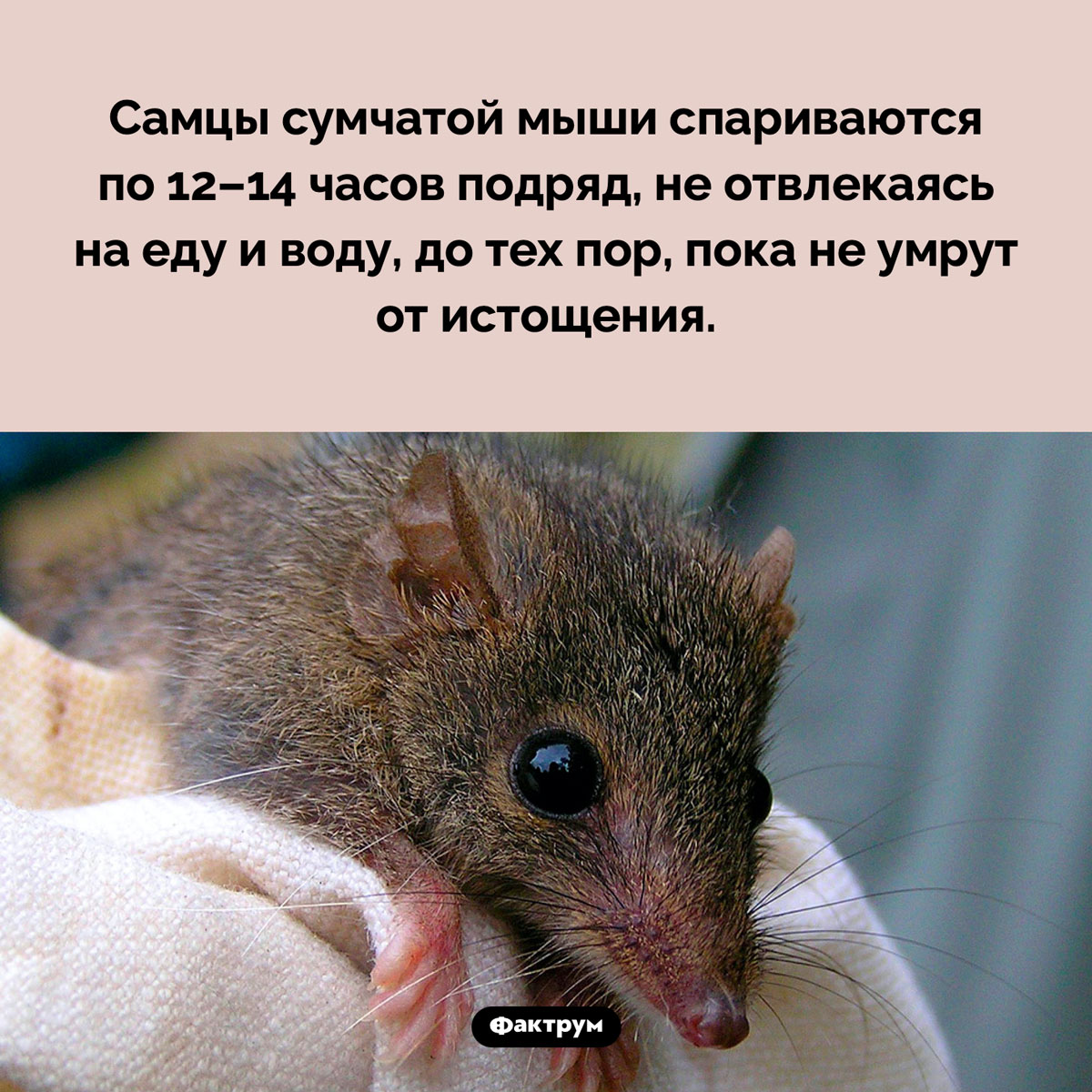 Любвеобильные самцы сумчатой мыши. Самцы сумчатой мыши спариваются по 12–14 часов подряд, не отвлекаясь на еду и воду, до тех пор, пока не умрут от истощения.