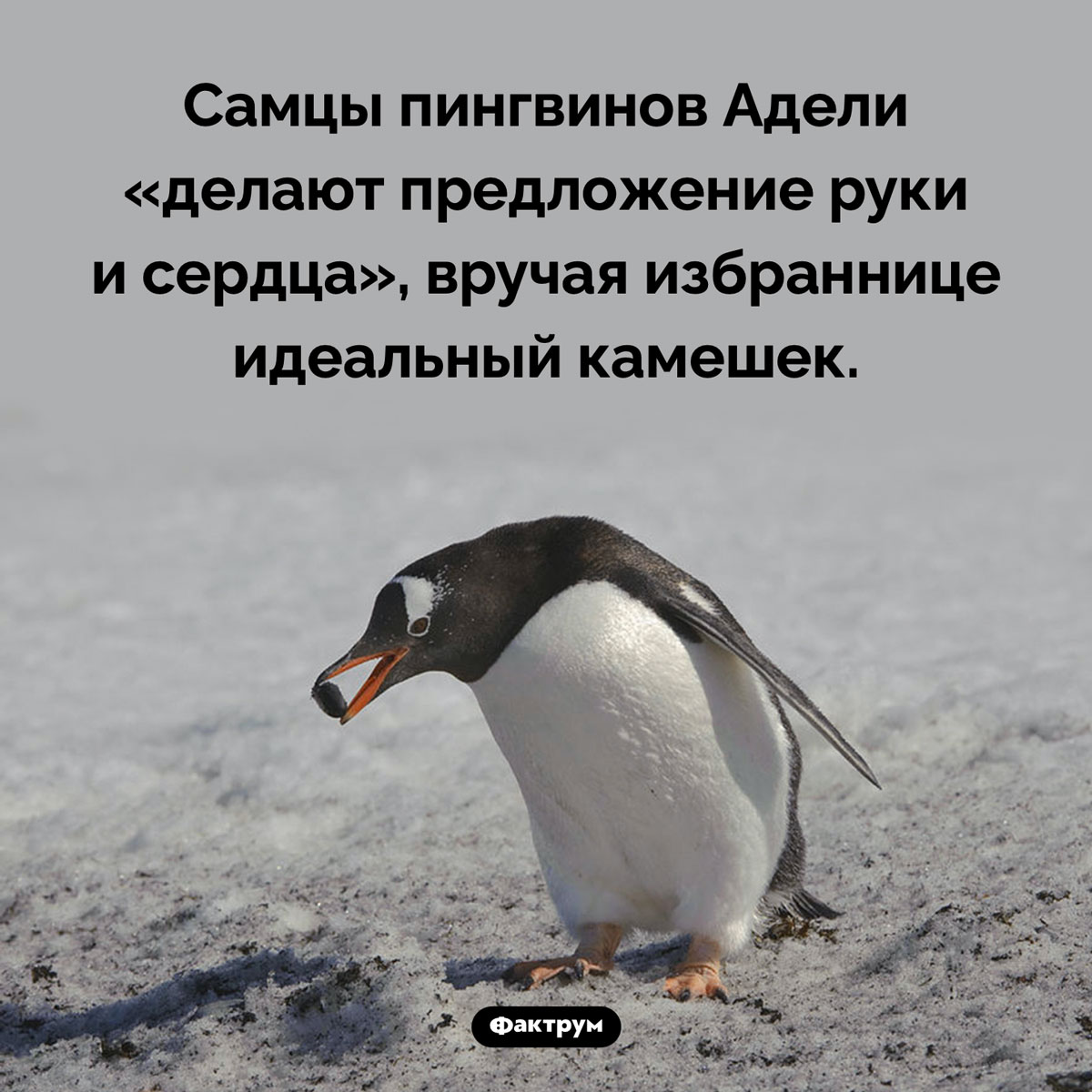 Идеальный камешек пингвина Адели. Самцы пингвинов Адели «делают предложение руки и сердца», вручая избраннице идеальный камешек.