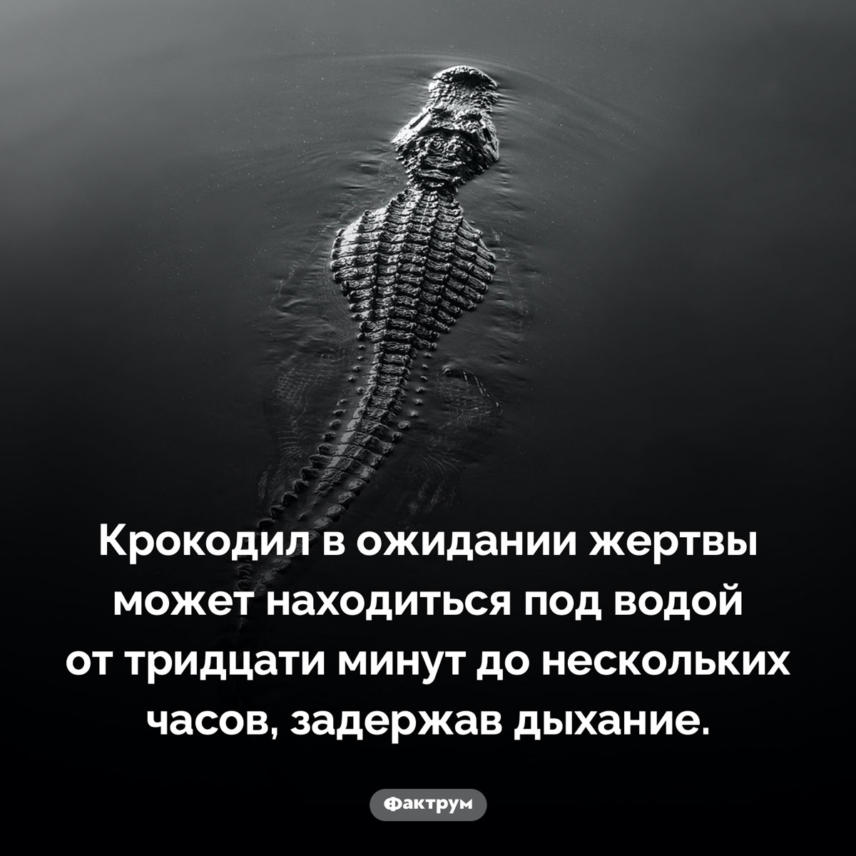 Сколько крокодил может не дышать. Крокодил в ожидании жертвы может находиться под водой от тридцати минут до нескольких часов, задержав дыхание.