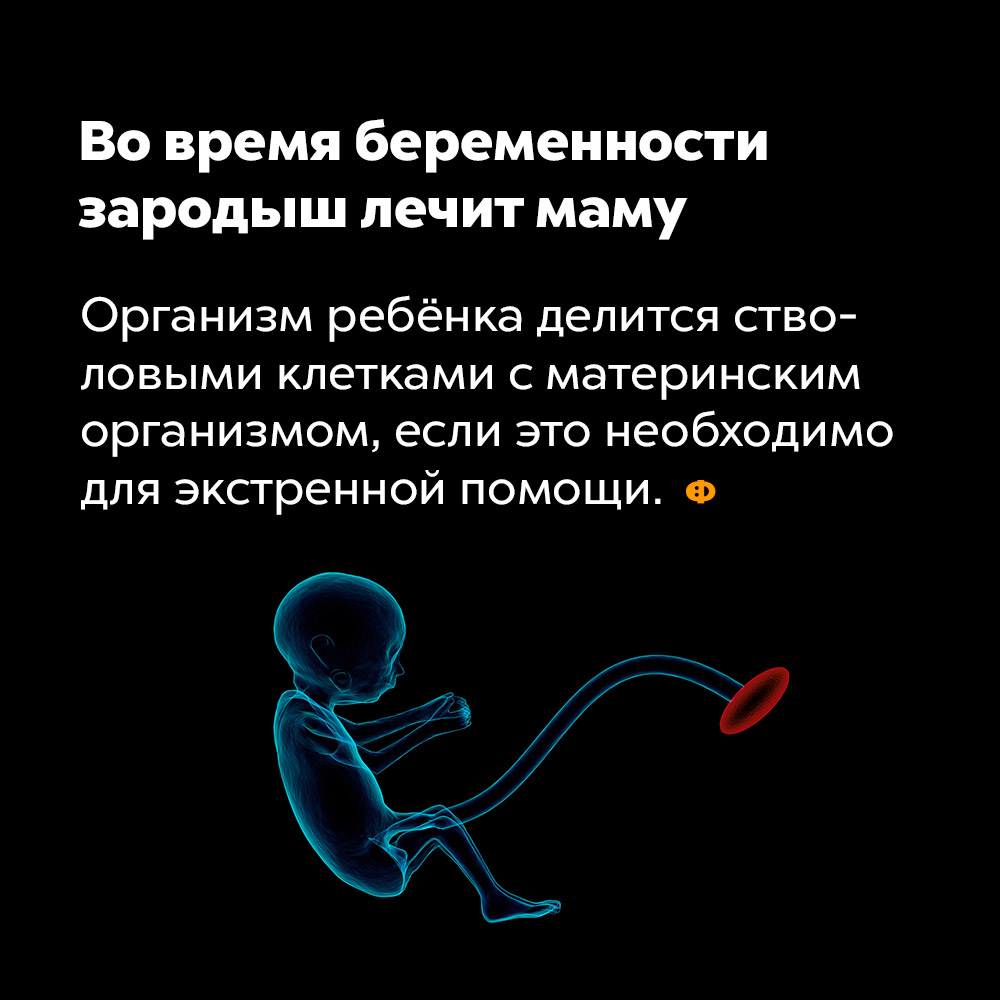 Во время беременности зародыш лечит маму. Организм ребёнка делится стволовыми клетками с материнским организмом, если это необходимо для экстренной помощи.