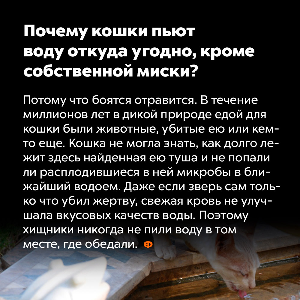 Почему кошки пьют воду откуда угодно, кроме собственной миски?. Потому что боятся отравиться. В течение миллионов лет в дикой природе едой для кошки были животные, убитые ею или кем-то ещё. Кошка не могла знать, как долго лежит здесь найденная ей туша, и не попали ли расплодившиеся в ней микробы в ближайший водоём. Даже если зверь сам только что убил жертву, свежая кровь не улучшала вкусовых качеств воды. Поэтому хищники не пьют воду там же, где обедают.