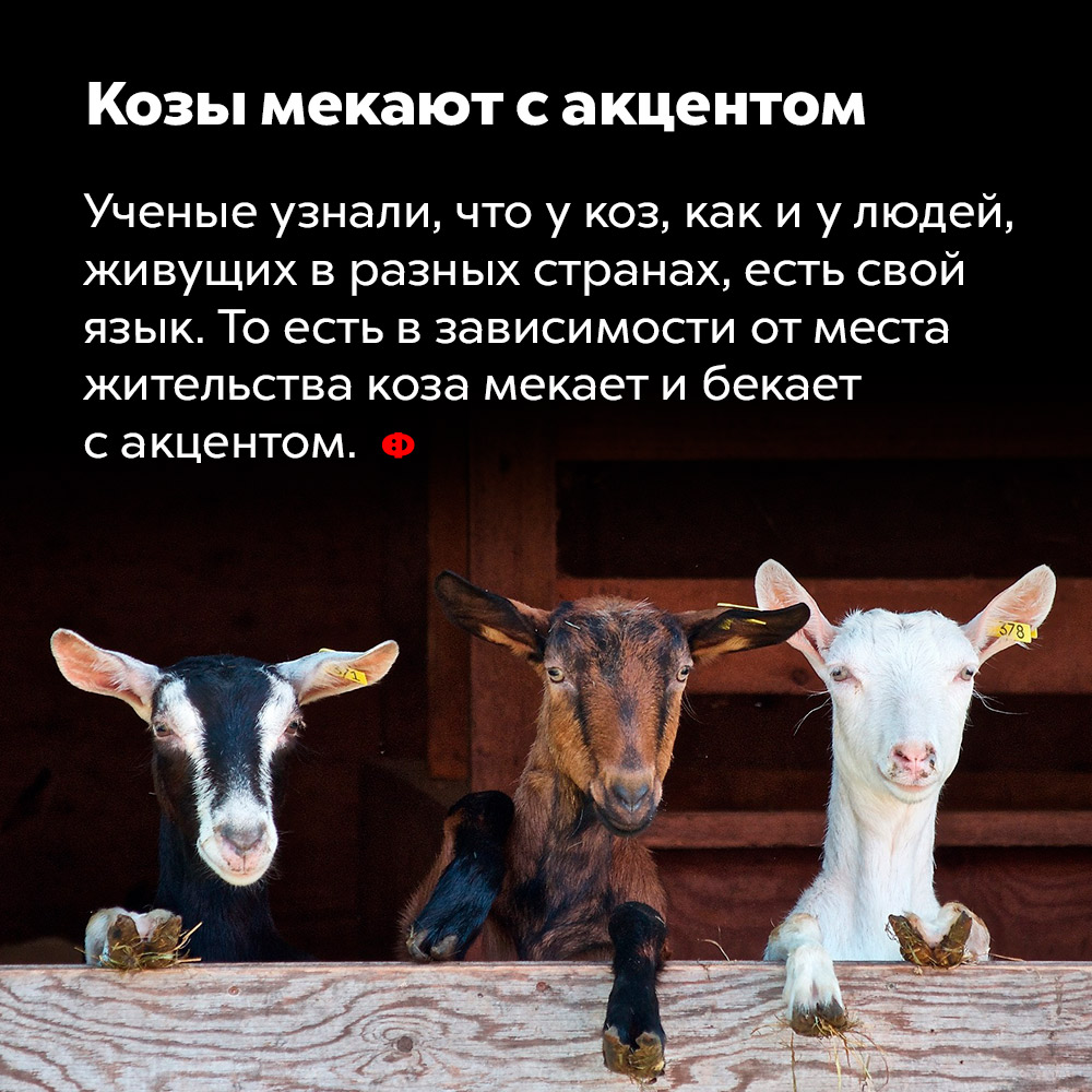 Козы «мекают» с акцентом. Учёные узнали, что у коз, как и у людей, живущих в разных странах, есть свой язык. То есть в зависимости от места жительства козы «мекают» и «бекают» с акцентом.