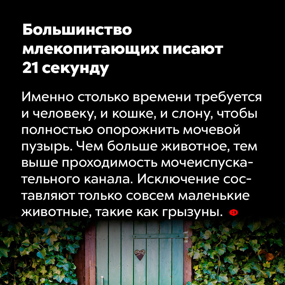 Большинство млекопитающих писают 21 секунду. Именно столько времени, в среднем, требуется и человеку, и кошке, и слону, чтобы полностью опорожнить мочевой пузырь. Чем больше животное, тем выше проходимость мочеиспускательного канала. Исключение составляют только совсем маленькие животные, такие как грызуны.