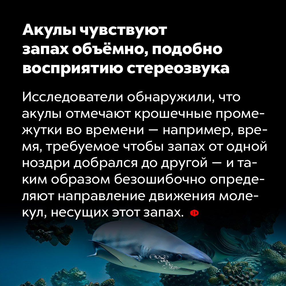 Акулы чувствуют запах объёмно, подобно восприятию стереозвука. Исследователи обнаружили, что акулы отмечают крошечные промежутки во времени — например, время, требуемое на то, чтобы запах от одной ноздри добрался до другой — и таким образом безошибочно определяют направление движения молекул, несущих этот запах.