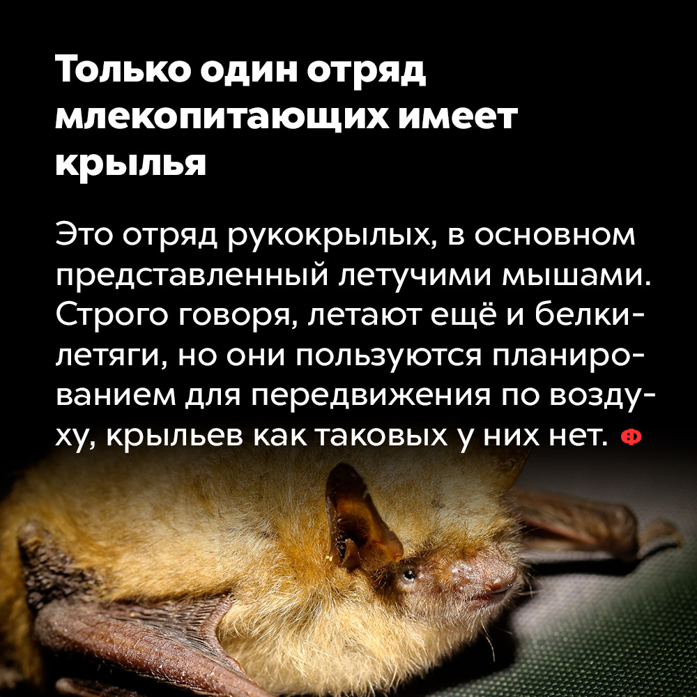 Только один отряд млекопитающих имеет крылья. Это отряд рукокрылых, в основном представленный летучими мышами. Строго говоря, летают еще и белки-летяги, но они пользуются планированием для передвижения по воздуху, крыльев как таковых у них нет.