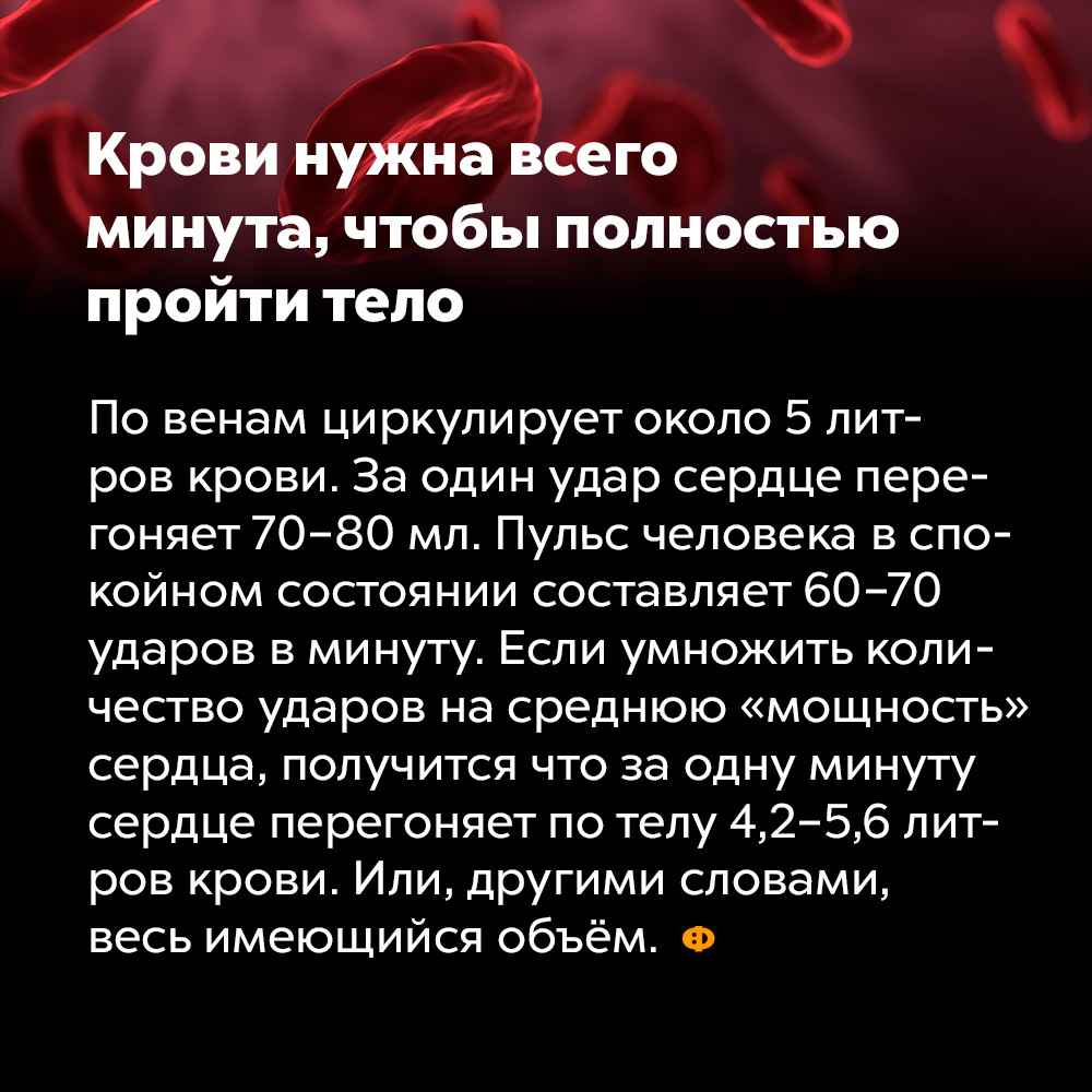 Крови нужна всего минута, чтобы полностью пройти тело. По венам циркулирует около 5 литров крови. За один удар сердце перегоняет 70-80 мл. Пульс человека в спокойном состоянии составляет 60-70 ударов в минуту. Если умножить количество ударов на среднюю «мощность» сердца, получится, что за одну минуту сердце перегоняет по телу 4,2 — 5,6 литров крови. Или, другими словами, весь имеющийся объём.