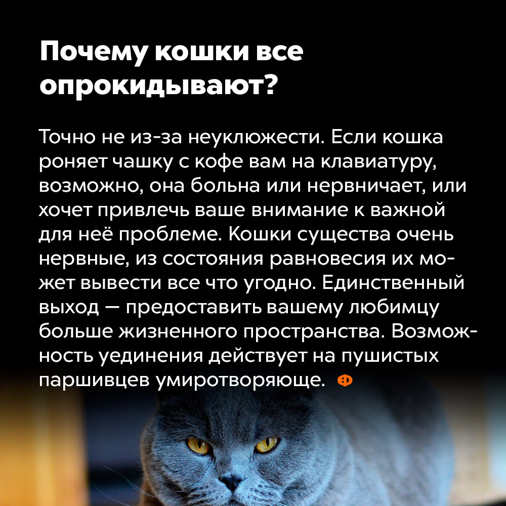 Почему кошки все опрокидывают?. Точно не из-за неуклюжести. Если кошка роняет чашку с кофе вам на клавиатуру, возможно, она больна или нервничает, или хочет привлечь ваше внимание к важной для неё проблеме. Кошки — существа очень нервные, из состояния равновесия их может вывести всё, что угодно. Единственный выход — предоставить вашему любимцу больше жизненного пространства. Возможность уединения действует на пушистых паршивцев умиротворяюще.