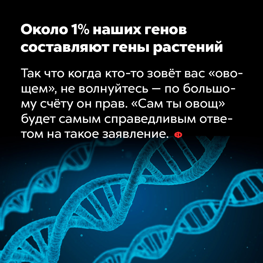 Около 1% наших генов составляют гены растений. Так что когда кто-то зовёт вас «овощем» не волнуйтесь — по большому счёту он прав. «Сам ты овощ» будет самым справедливым ответом на такое заявление.