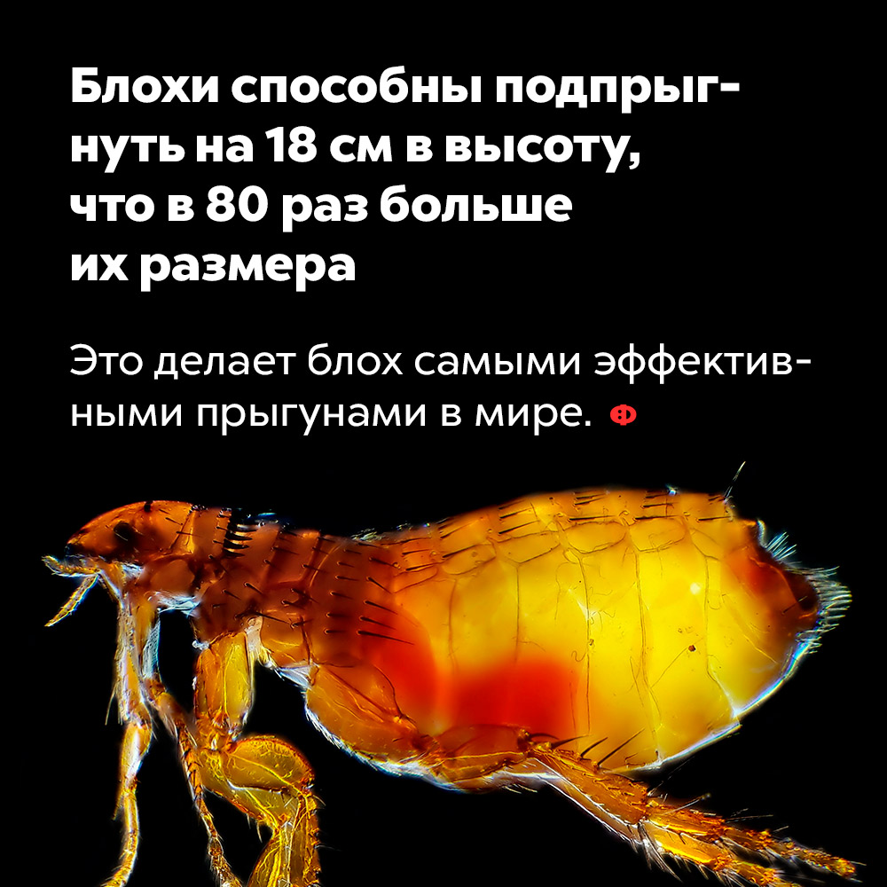 Блохи способны подпрыгнуть на 18 см в высоту, что в 80 раз больше их размера. Это делает блох самыми эффективными прыгунами в мире.