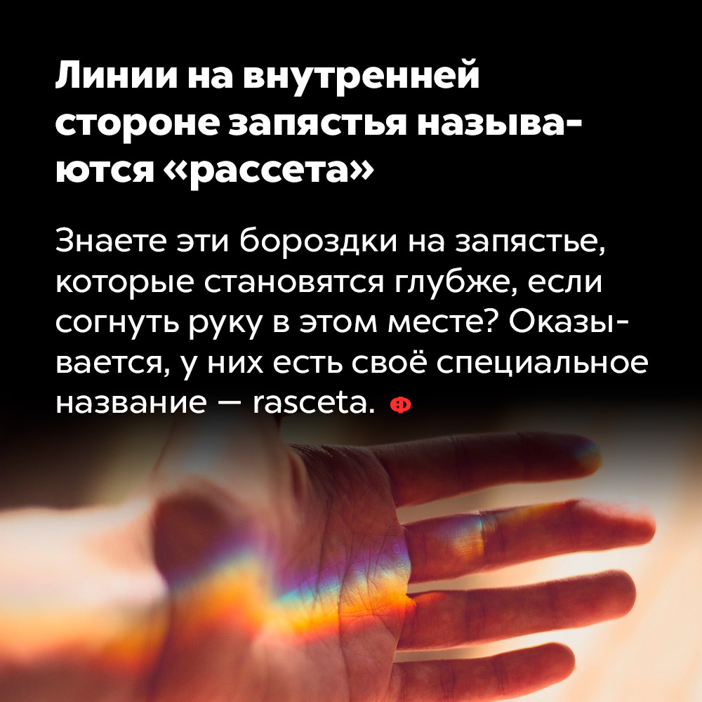Линии на внутренней стороне запястья называются «расcета». Знаете эти бороздки на запястье, которые становятся глубже, если согнуть руку в этом месте? Оказывается, у них есть своё специальное название — rasceta.