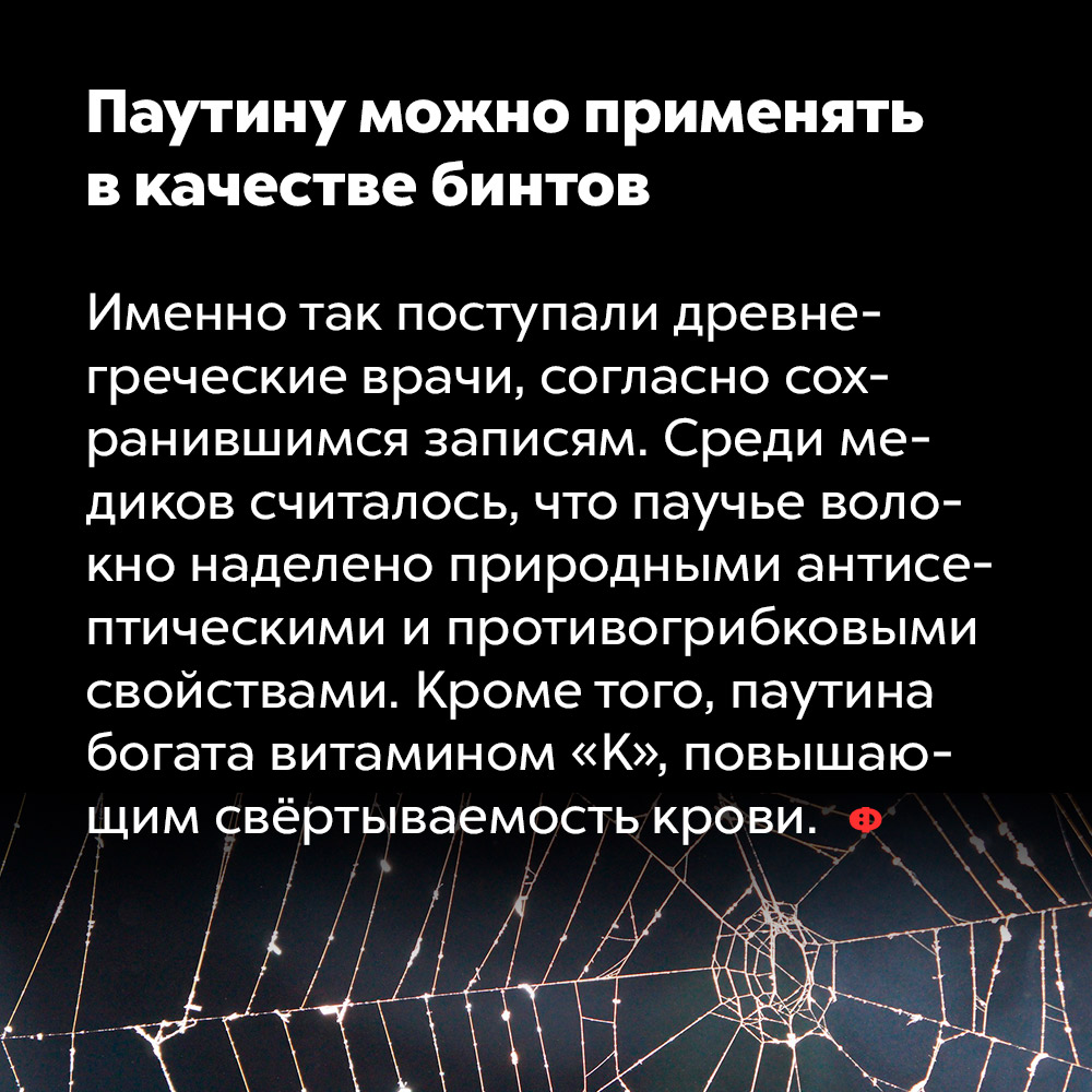 Паутину можно применять в качестве бинтов. Именно так поступали древнегреческие врачи, согласно сохранившимся записям. Среди медиков считалось, что паучье волокно наделено природными антисептическими и противогрибковыми свойствами. Кроме того, паутина богата витамином «К», повышающим свёртываемость крови.