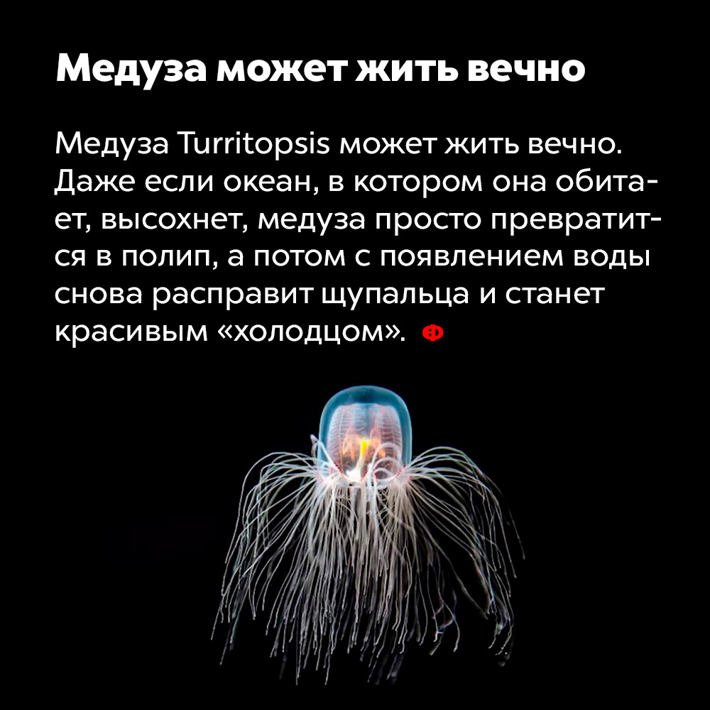 Медуза может жить вечно. Медуза Turritopsis может жить вечно. Даже если океан, в котором она обитает, высохнет, медуза просто превратится в полип, а потом с появлением воды снова расправит щупальца и станет красивым «холодцом».