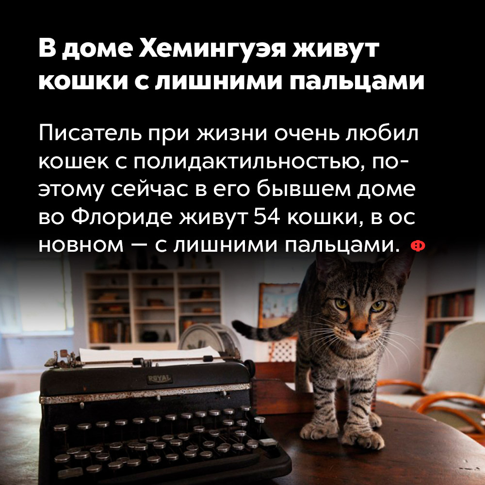 В доме Хемингуэя живут кошки с лишними пальцами. Писатель при жизни очень любил кошек с полидактильностью, поэтому сейчас в его бывшем доме во Флориде живут 54 кошки, в основном — с лишними пальцами.