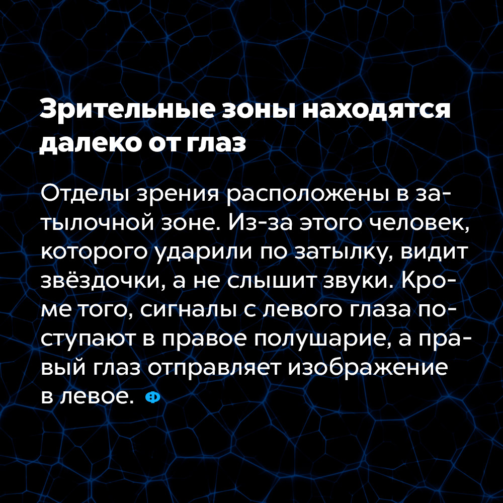 Зрительные зоны находятся далеко от глаз. Отделы зрения расположены в затылочной зоне. Из-за этого человек, которого ударили по затылку, видит звёздочки, а не слышит звуки. Кроме того, сигналы с левого глаза поступают в правое полушарие, а правый глаз отправляет изображение в левое.