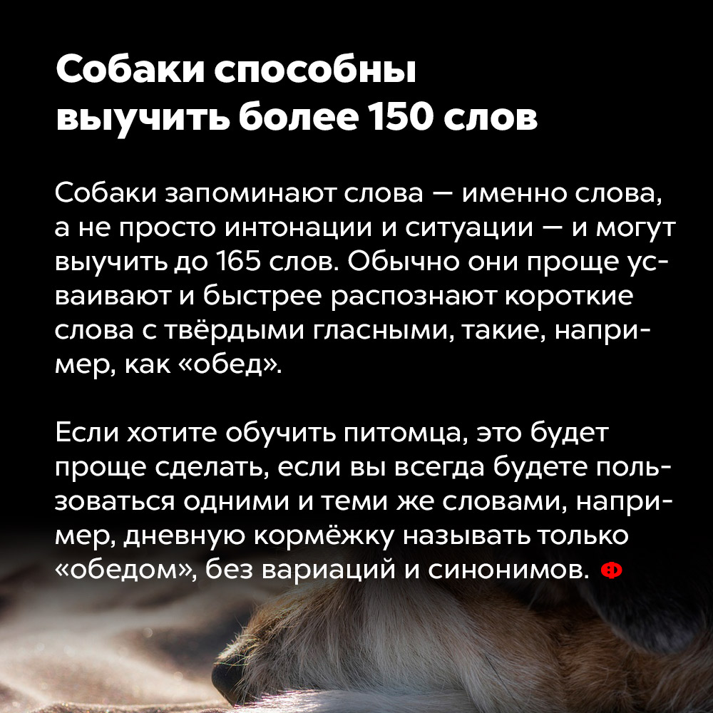 Собаки способны выучить более 150 слов. Собаки запоминают слова — именно слова, а не просто интонации и ситуации — и могут выучить до 165 слов. Обычно они проще усваивают и быстрее распознают короткие слова с твёрдыми согласными, такие, например, как «обед».
Если хотите обучить питомца, это будет проще сделать, если вы всегда будете пользоваться одними и теми же словами, например, дневную кормёжку называть только «обедом», без вариаций и синонимов.