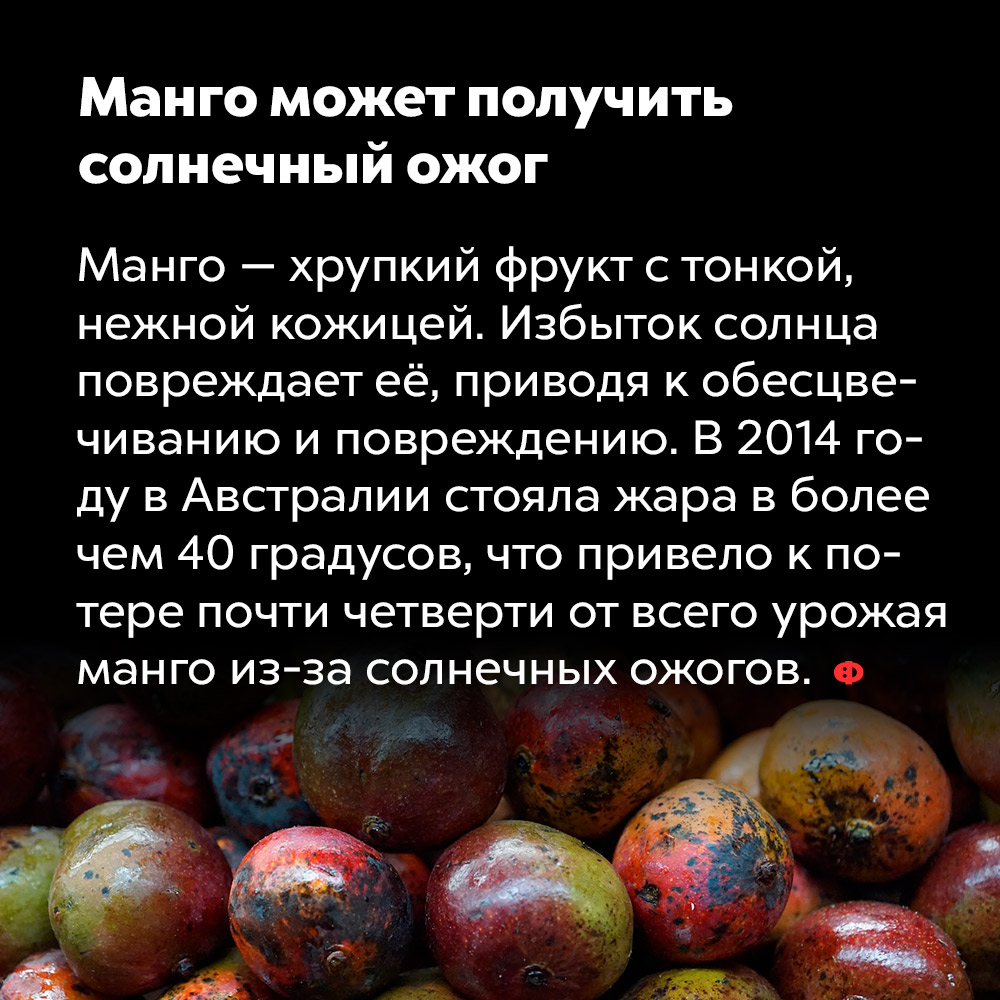Манго может получить солнечный ожог. Манго — хрупкий фрукт с тонкой, нежной кожицей. Избыток солнца повреждает её, приводя к обесцвечиванию и потемнению. В 2014 году в Австралии стояла жара в более чем 40 градусов, что привело к потере почти четверти от всего урожая манго из-за солнечных ожогов.