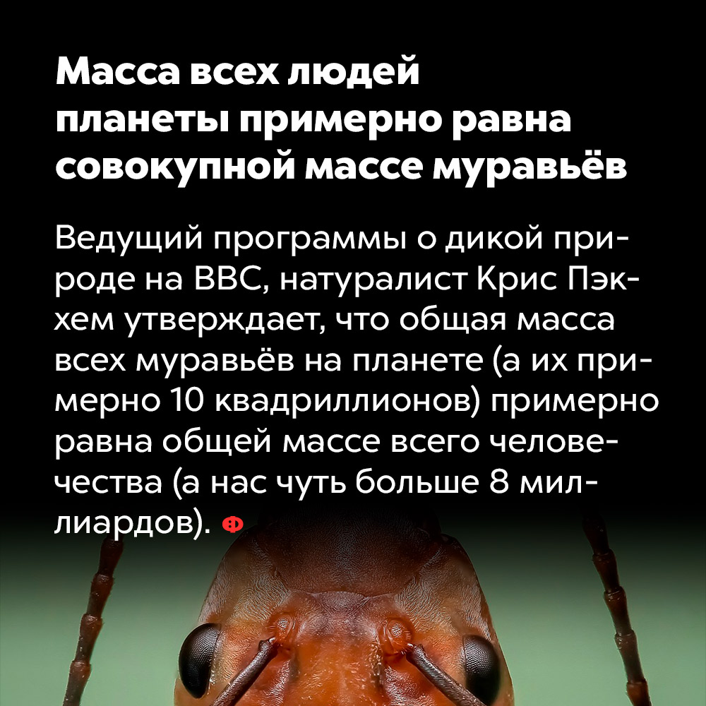 Масса всех людей планеты примерно равна совокупной массе муравьёв. Ведущий программы о дикой природе на BBC, натуралист Крис Пэкхем утверждает, что общая масса всех муравьёв на планете (а их примерно 10 квадриллионов) примерно равна общей массе всего человечества (а нас чуть больше 8 миллиардов).