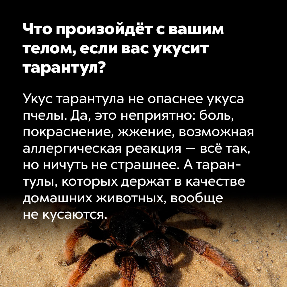 Что произойдёт с вашим телом, если вас укусит тарантул?. Укус тарантула не опаснее укуса пчелы. Да, это неприятно: боль, покраснение, жжение, возможная аллергическая реакция — всё так, но ничуть не страшнее. А тарантулы, которых содержат в качестве домашних животных, вообще не кусаются.