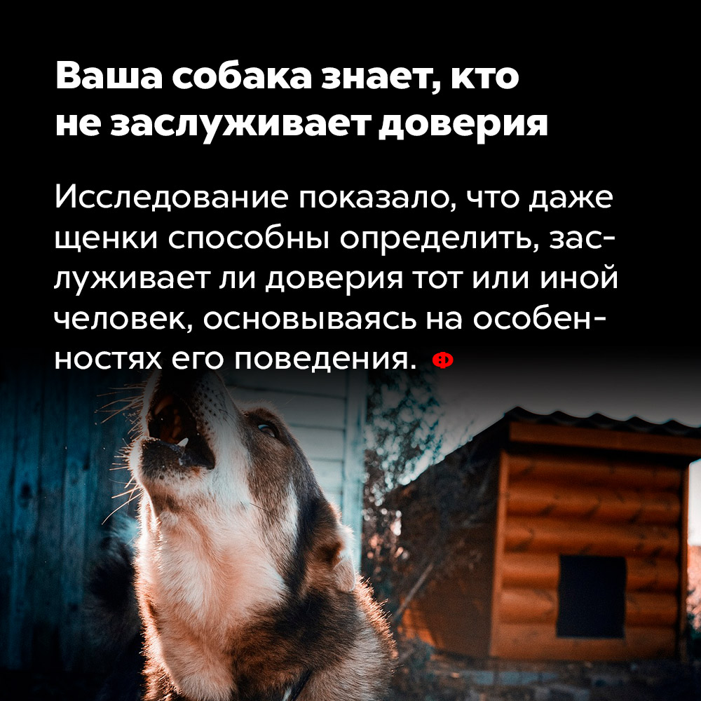 Ваша собака знает, кто не заслуживает доверия. Исследование показало, что даже щенки способны определить, заслуживает ли доверия тот или иной человек, основываясь на особенностях его поведения.