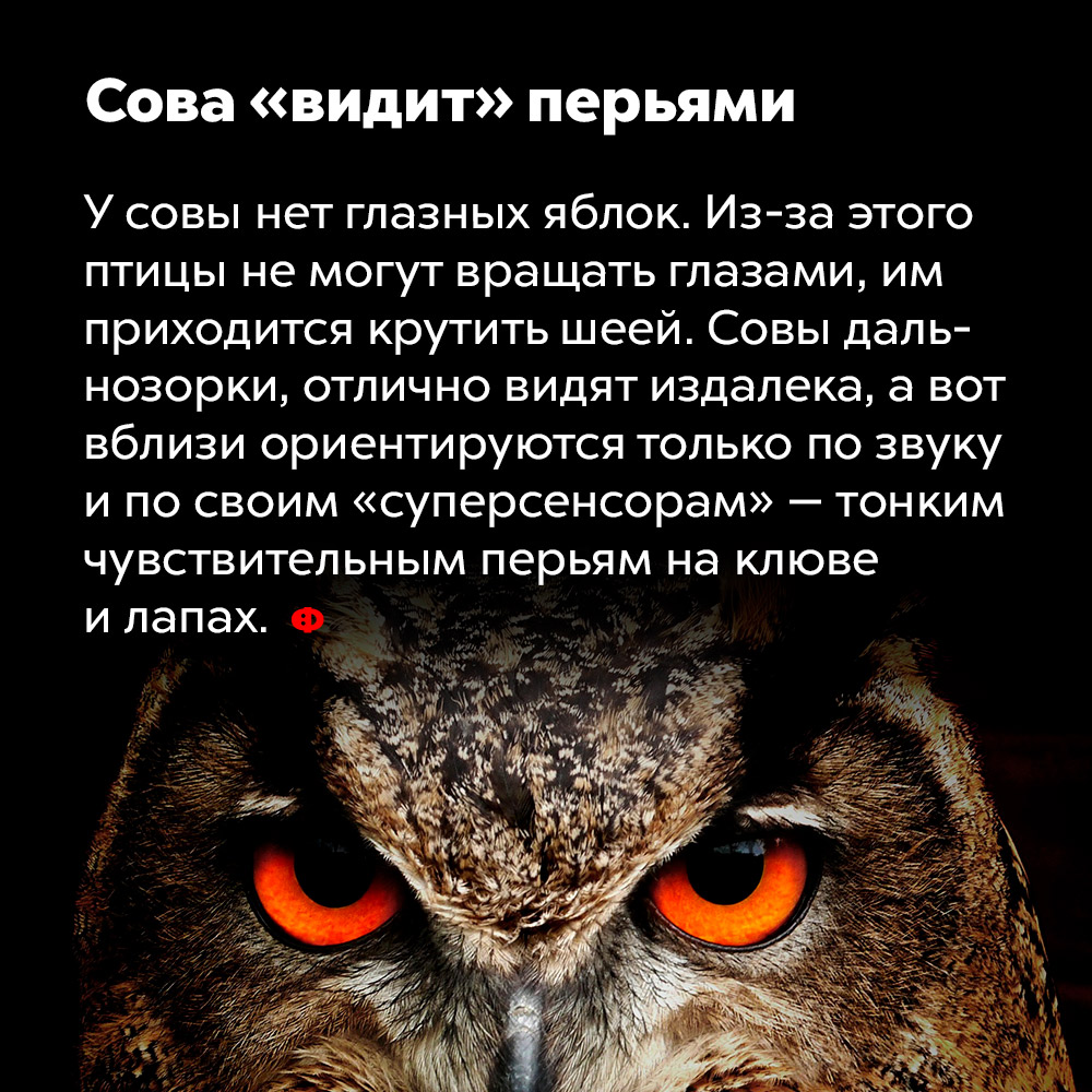 Сова «видит» перьями. У совы нет глазных яблок. Из-за этого птицы не могут вращать глазами, им приходится крутить шеей. Совы дальнозорки, отлично видят издалека, а вот вблизи ориентируются только по звуку и по своим «суперсенсорам» — тонким чувствительным перьям на клюве и лапах.