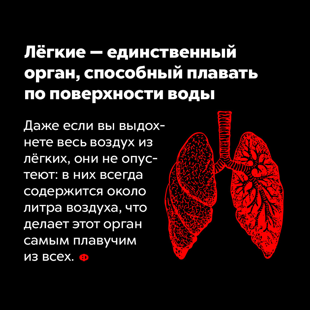 Лёгкие — единственный орган, способный плавать по поверхности воды. Даже если вы выдохнете весь воздух из лёгких, они не опустеют: в них всегда содержится около литра воздуха, что делает этот орган самым плавучим из всех.