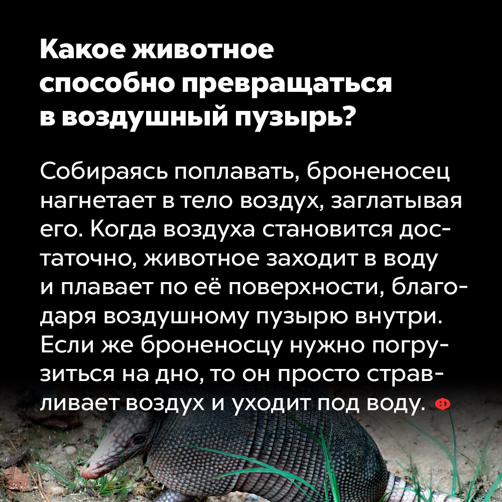 Какое животное способно превращаться в воздушный пузырь?. Собираясь поплавать, броненосец нагнетает в тело воздух, заглатывая его. Когда воздуха становится достаточно, животное заходит в воду и плавает по её поверхности благодаря воздушному пузырю внутри. Если же броненосцу нужно погрузиться на дно, то он просто стравливает воздух и уходит под воду.