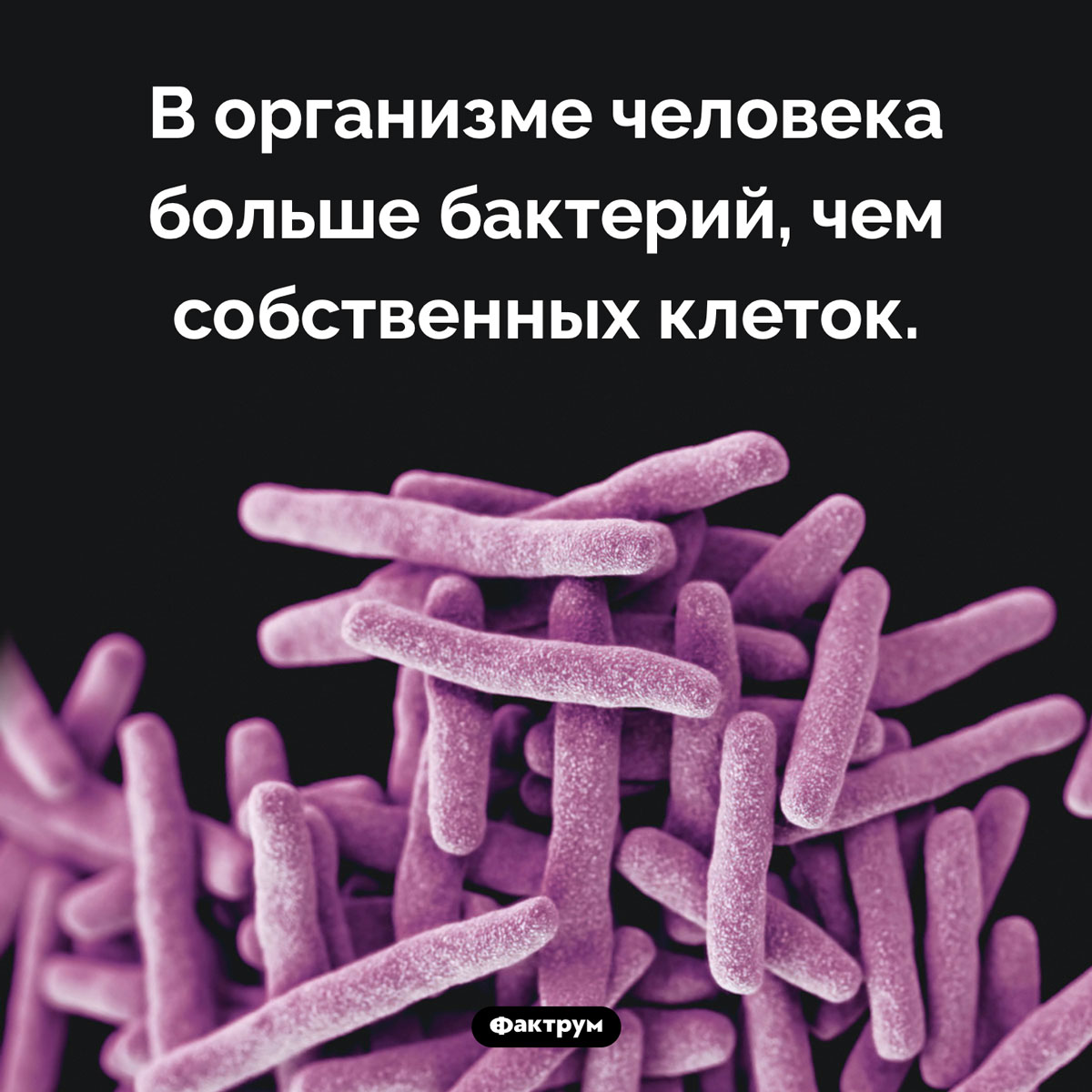 Бактерии в теле человека. В организме человека больше бактерий, чем собственных клеток.