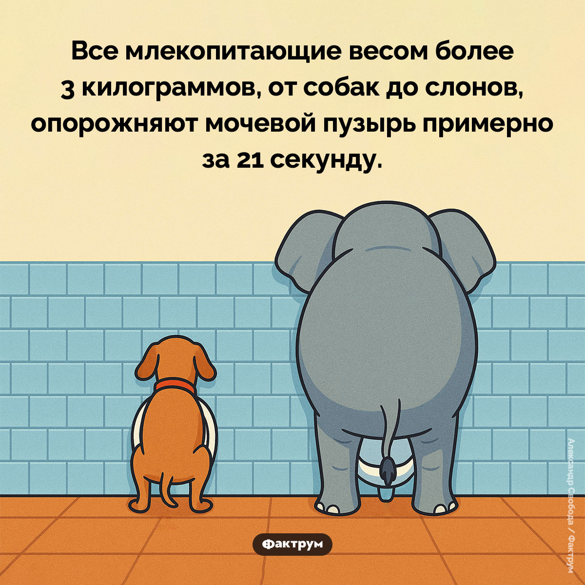 Большинство млекопитающих писают 21 секунду