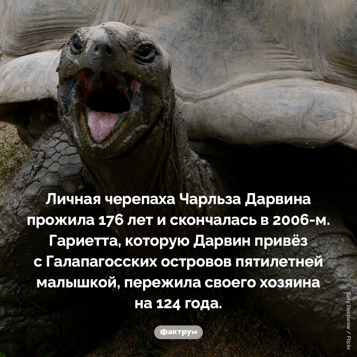 Черепаха Чарльза Дарвина. Личная черепаха Чарльза Дарвина прожила 176 лет и скончалась в 2006-м. Гариетта, которую Дарвин привёз с Галапагосских островов пятилетней малышкой, пережила своего хозяина на 124 года.
