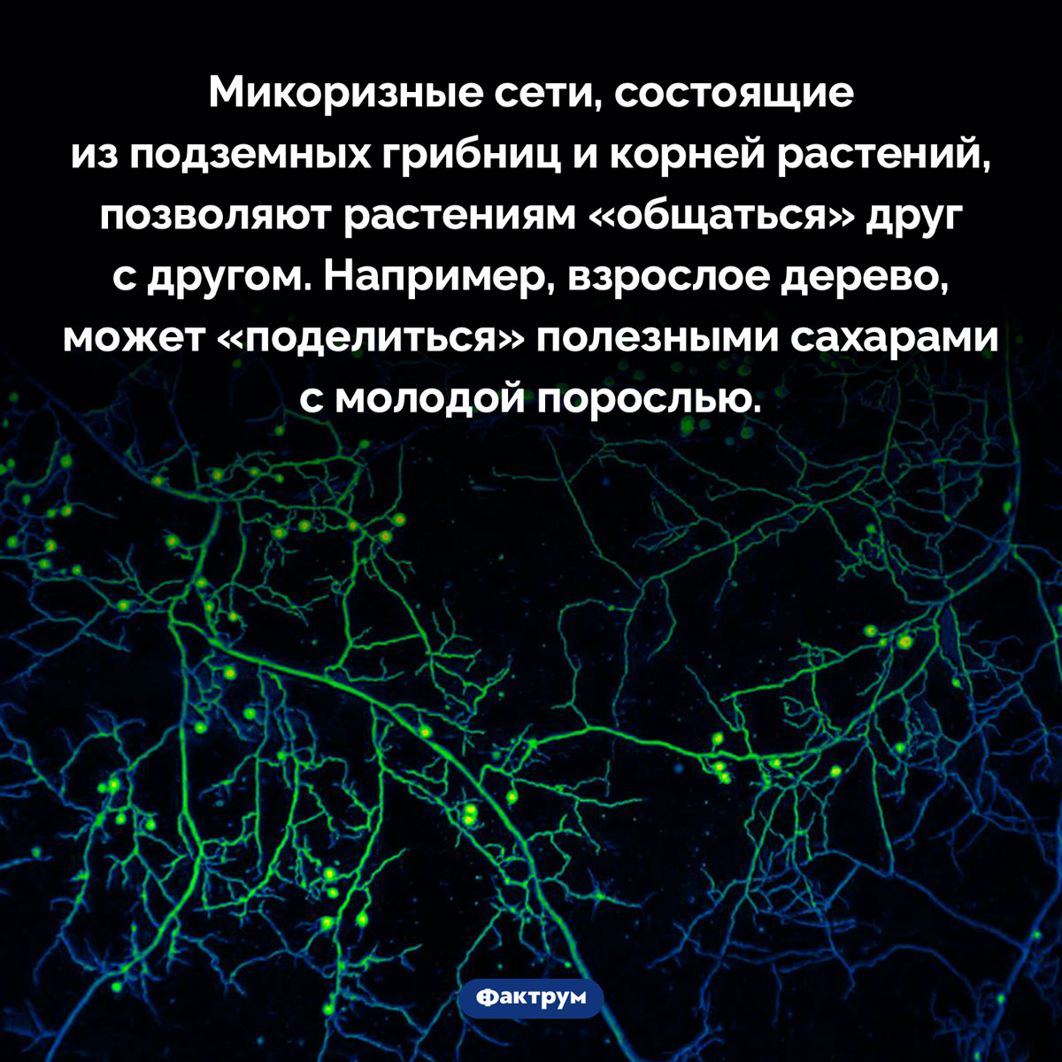 Что такое микоризные сети. Микоризные сети, состоящие из подземных грибниц и корней растений, позволяют растениям «общаться» друг с другом. Например, взрослое дерево, может «поделиться» полезными сахарами с молодой порослью.