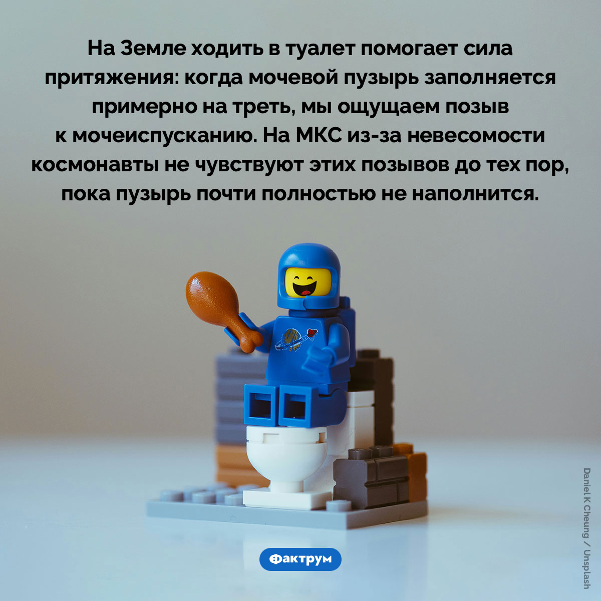 Гравитация влияет на мочеиспускание. На Земле ходить в туалет помогает сила притяжения: когда мочевой пузырь заполняется примерно на треть, мы ощущаем позыв к мочеиспусканию. На МКС из-за невесомости космонавты не чувствуют этих позывов до тех пор, пока пузырь почти полностью не наполнится.