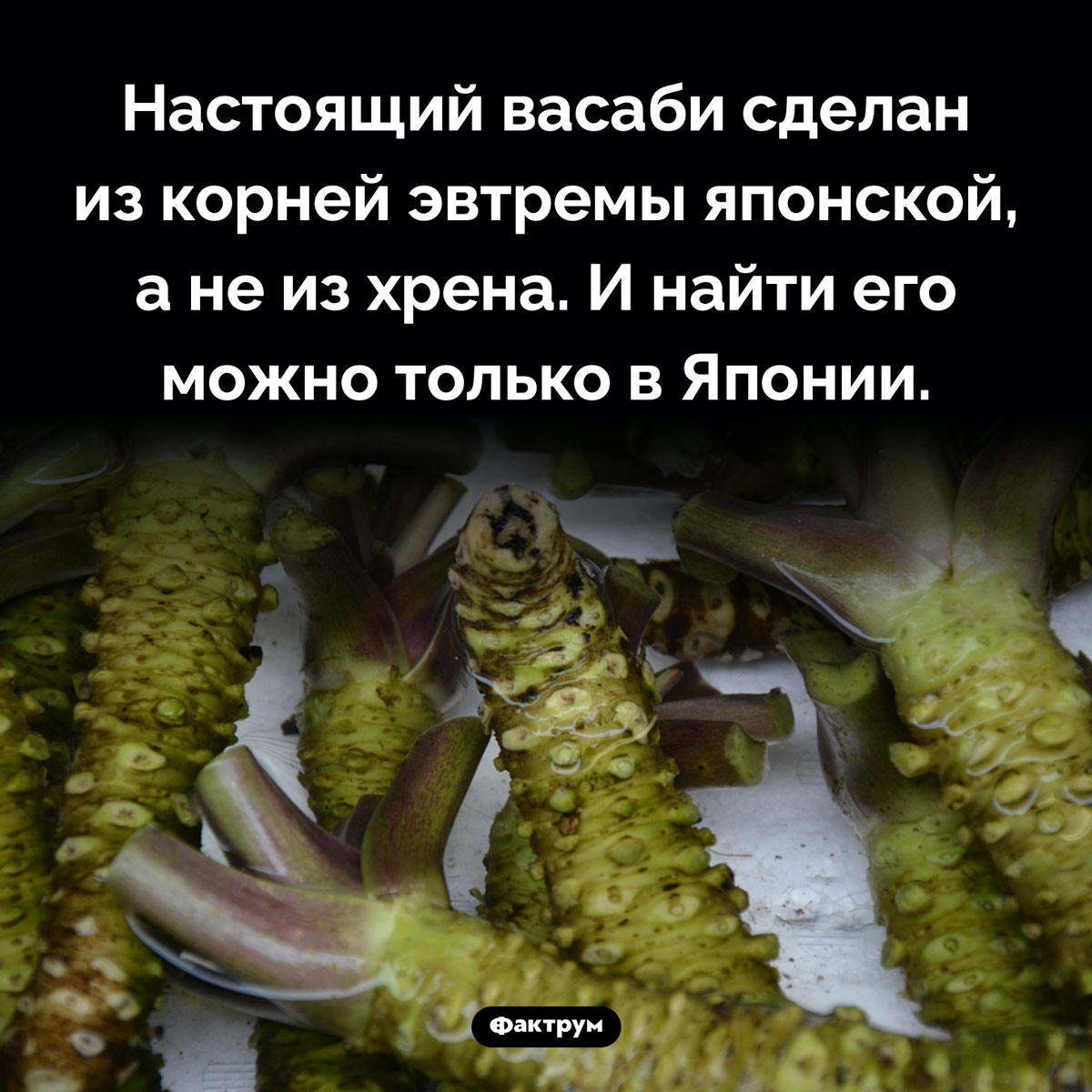 Из чего делают васаби. Настоящий васаби сделан из корней эвтремы японской, а не из хрена. И найти его можно только в Японии.