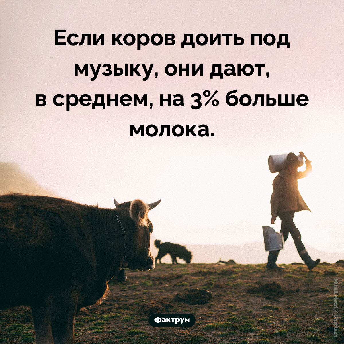 Коровы любят музыку