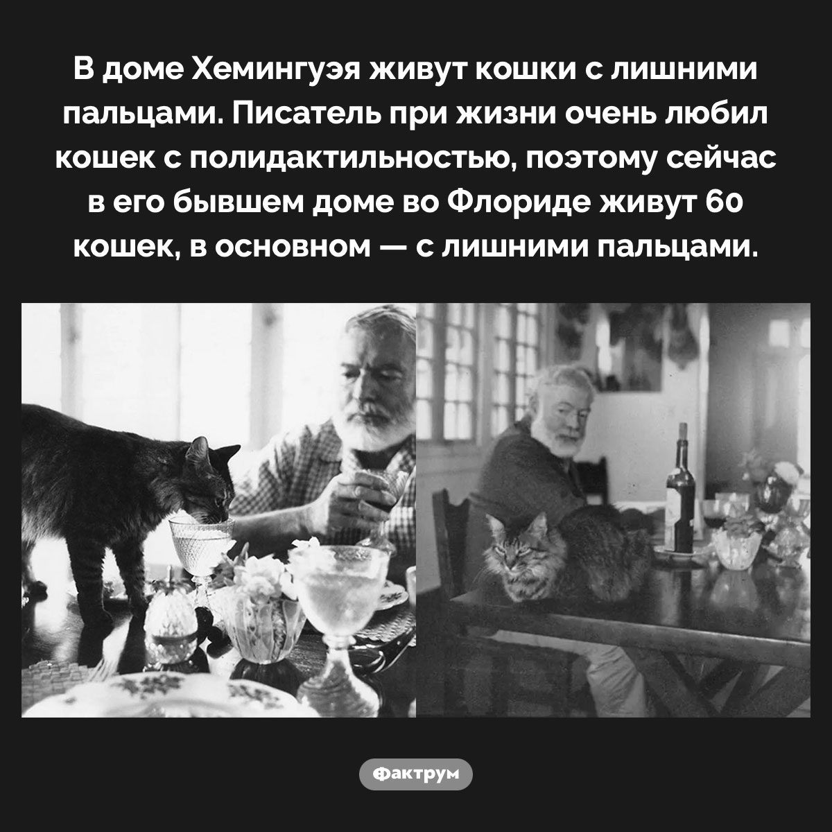 Кошки Хемингуэя. В доме Хемингуэя живут кошки с лишними пальцами. Писатель при жизни очень любил кошек с полидактильностью, поэтому сейчас в его бывшем доме во Флориде живут 60 кошек, в основном — с лишними пальцами.