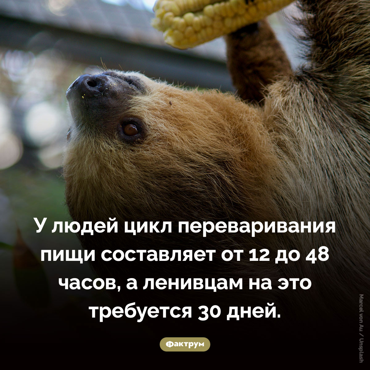Ленивец переваривает один лист около месяца
