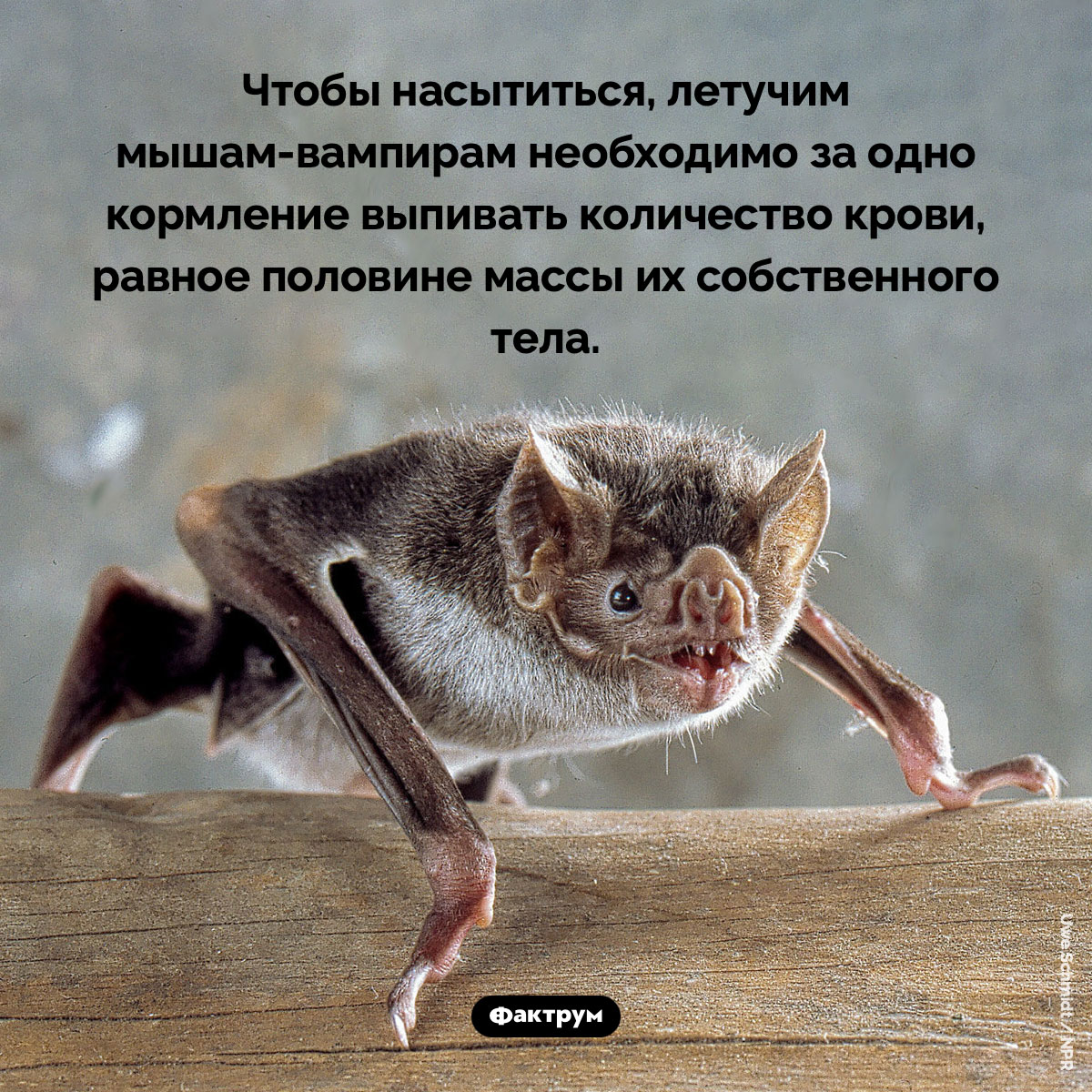 Летучие мыши-вампиры много пьют