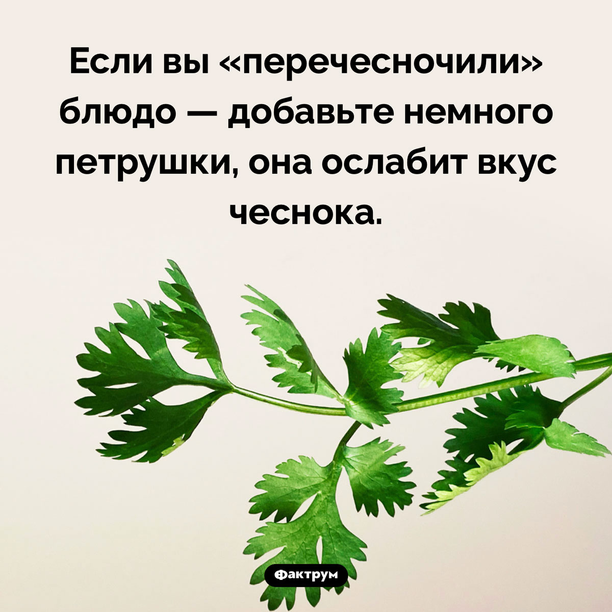 Петрушка может ослабить вкус чеснока. Если вы «перечесночили» блюдо — добавьте немного петрушки, она ослабит вкус чеснока.