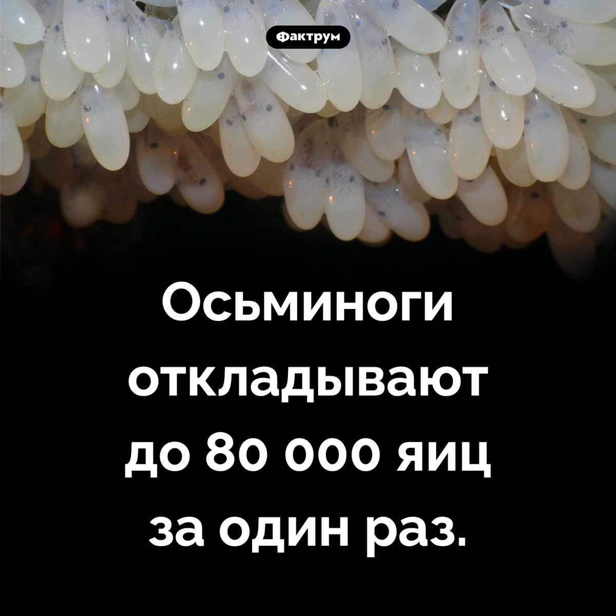 Плодовитые осьминоги. Осьминоги откладывают до 80 000 яиц за один раз.