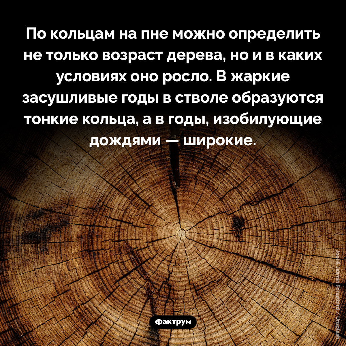 По кольцам на пне можно определить в каких условиях дерево росло. По кольцам на пне можно определить не только возраст дерева, но и в каких условиях оно росло. В жаркие засушливые годы в стволе образуются тонкие кольца, а в годы, изобилующие дождями — широкие.