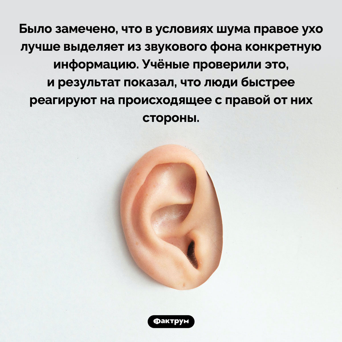 Правое ухо человека реагирует быстрее левого. Было замечено, что в условиях шума правое ухо лучше выделяет из звукового фона конкретную информацию. Учёные проверили это, и результат показал, что люди быстрее реагируют на происходящее с правой от них стороны.