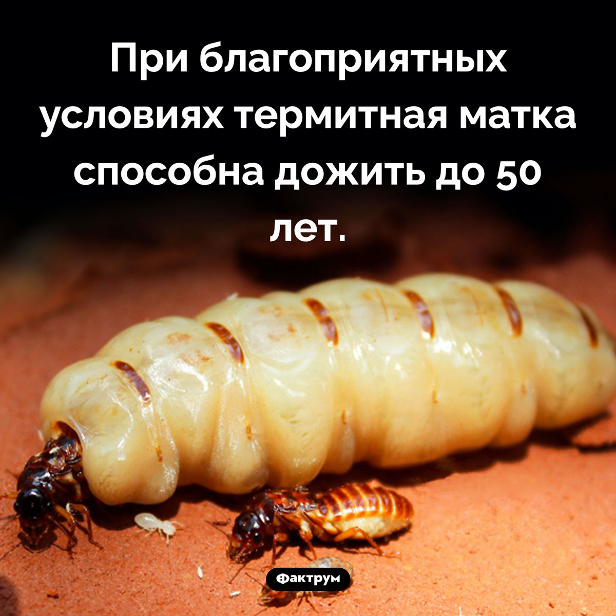 Продолжительность жизни термитов. При благоприятных условиях термитная матка способна дожить до 50 лет.