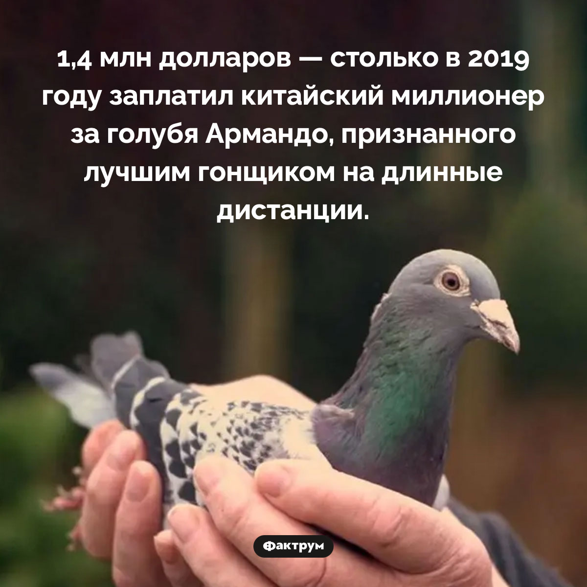Самый дорогой голубь в мире. 1,4 млн долларов — столько в 2019 году заплатил китайский миллионер за голубя Армандо, признанного лучшим гонщиком на длинные дистанции.