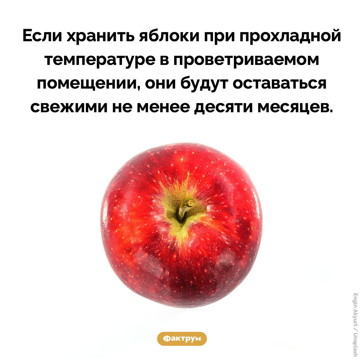 Срок годности яблок — почти год. Если хранить яблоки при прохладной температуре в проветриваемом помещении, они будут оставаться свежими не менее десяти месяцев.