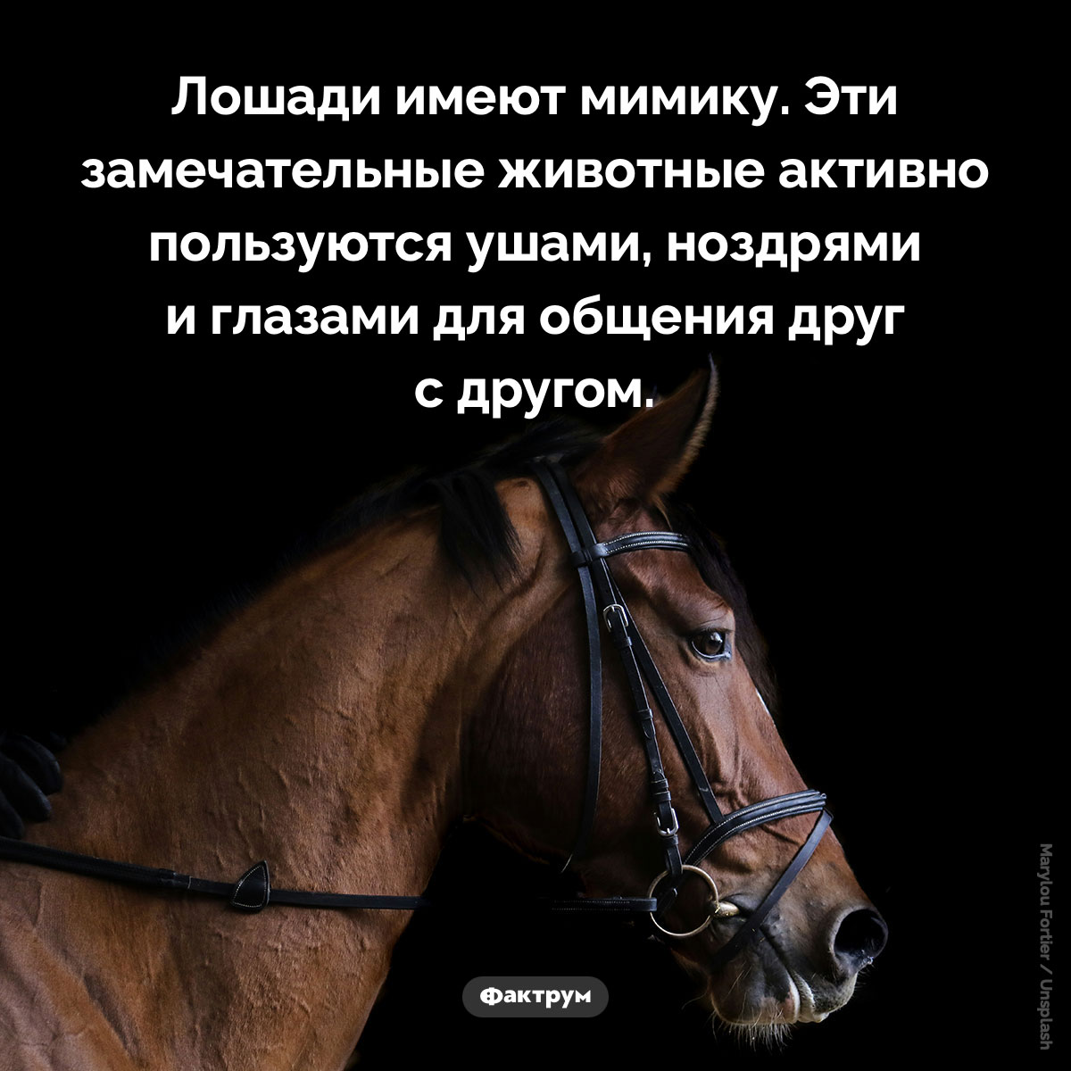 У лошадей есть мимика. Лошади имеют мимику. Эти замечательные животные активно пользуются ушами, ноздрями и глазами для общения друг с другом.