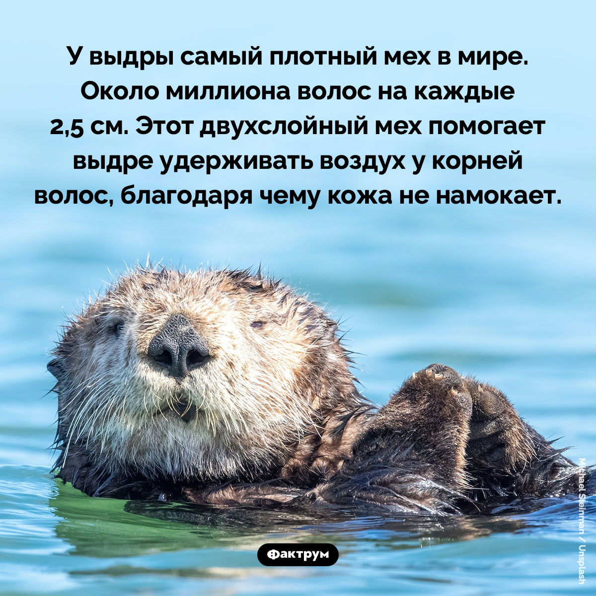 У выдры самый плотный мех в мире. У выдры самый плотный мех в мире. Около миллиона волос на каждые 2,5 см. Этот двухслойный мех помогает выдре удерживать воздух у корней волос, благодаря чему кожа не намокает.