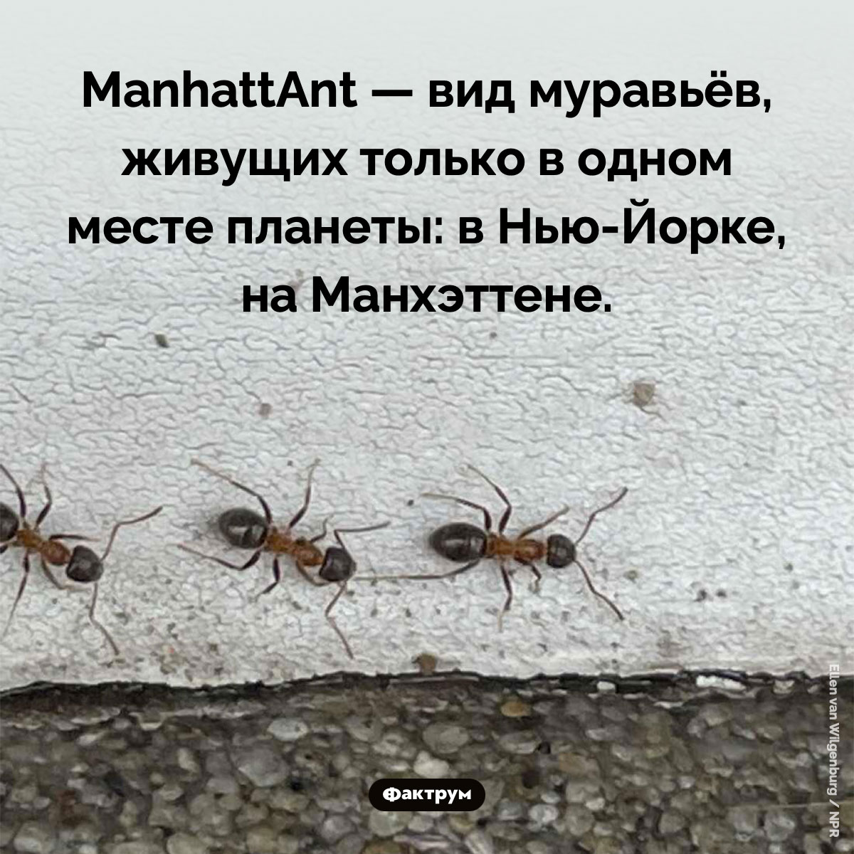 В Нью-Йорке есть собственный вид муравьёв